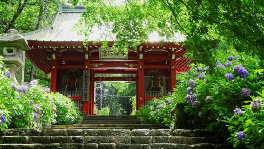 <Web割対象商品>【キングツアーバス旅】小田原港直送 おさしみ天国!お刺身食べ放題!小田原城址の花菖蒲&紫陽花と名刹「大雄山最乗寺」の紫陽花〔聖蹟桜ヶ丘・府中・調布発〕3